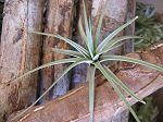 TILLANDSIA : CONCOLOR